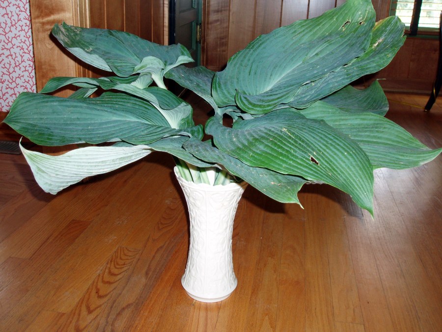 Hosta leaves in Geraldine's vase