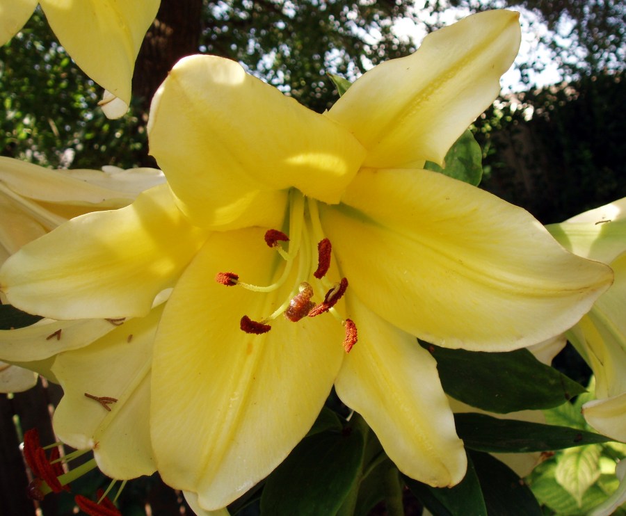 Conca d'Or Orienpet Lily