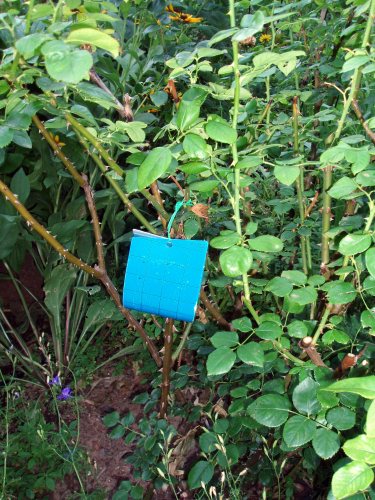Blue Sticky Trap on Aloha Rose Bush - Goodbye Thrip