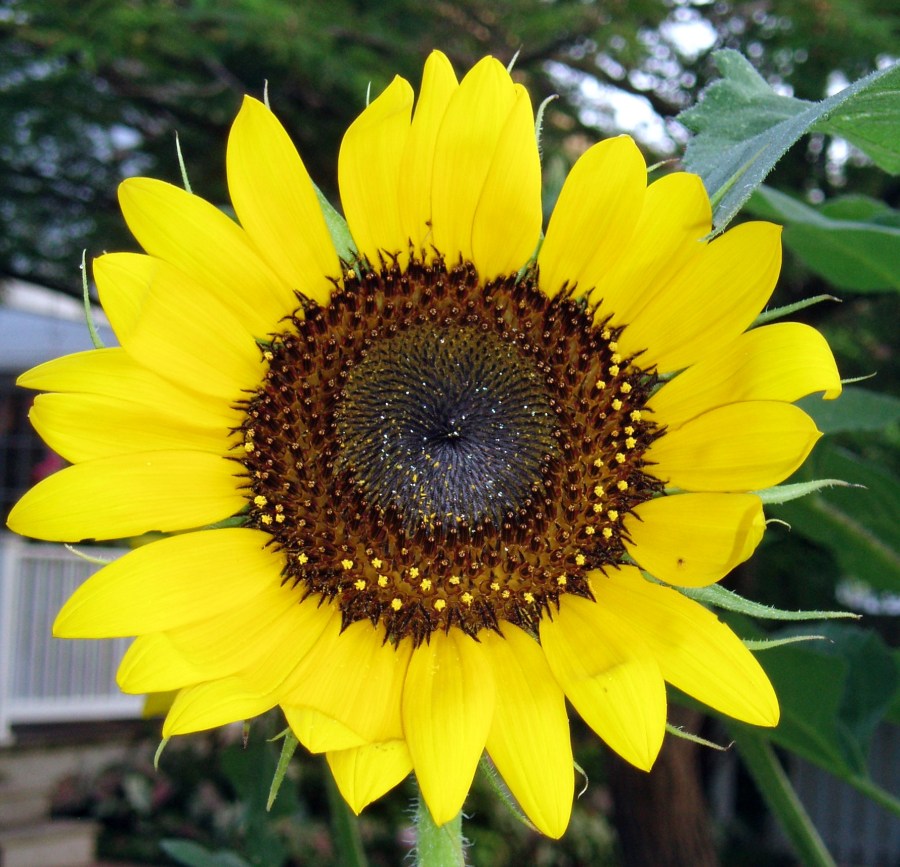 THE SEASONS FIRST SUNFLOWER
