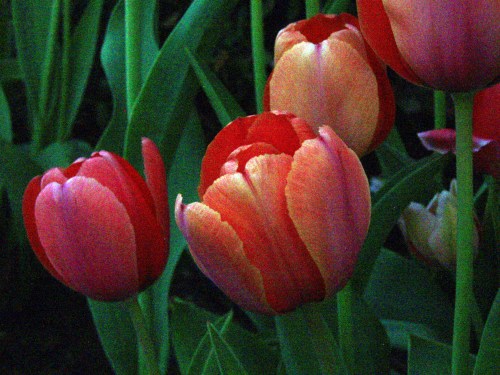 OLYMPUS DIGITAL CAMERA