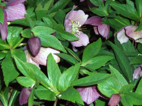 Hellebores