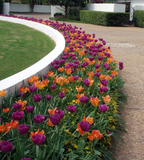 A neighbor's "Tulip Drive"