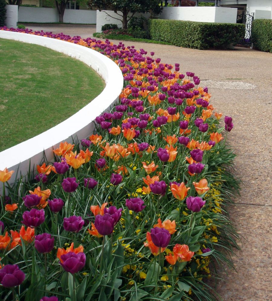 A neighbor's "Tulip Drive"