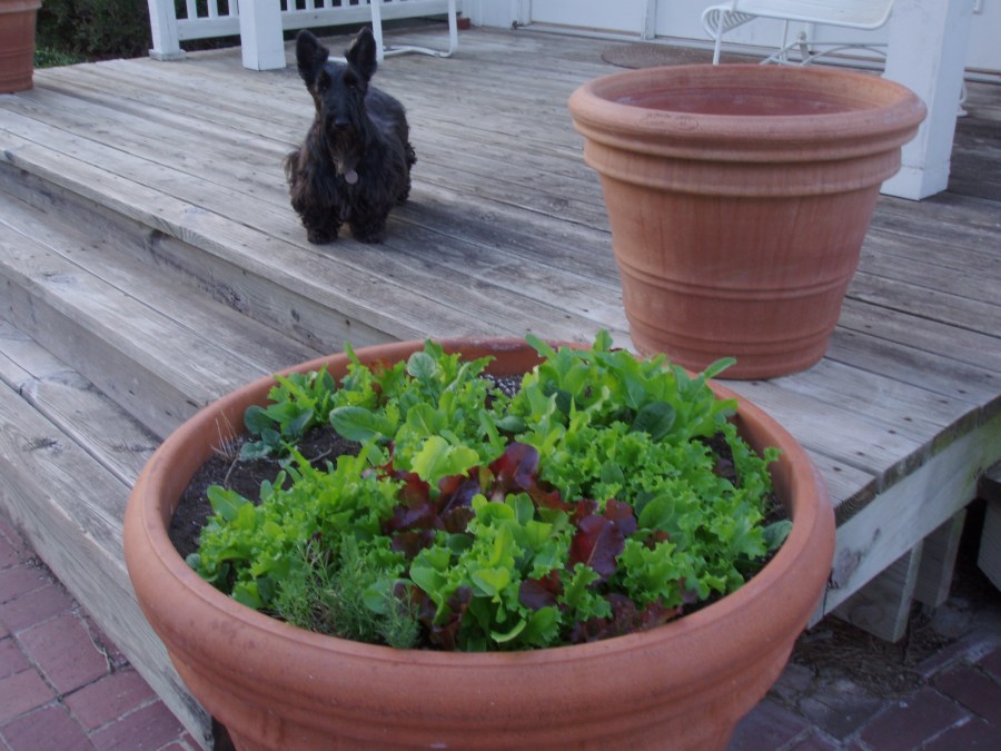 Peg Checking on the Lettuce
