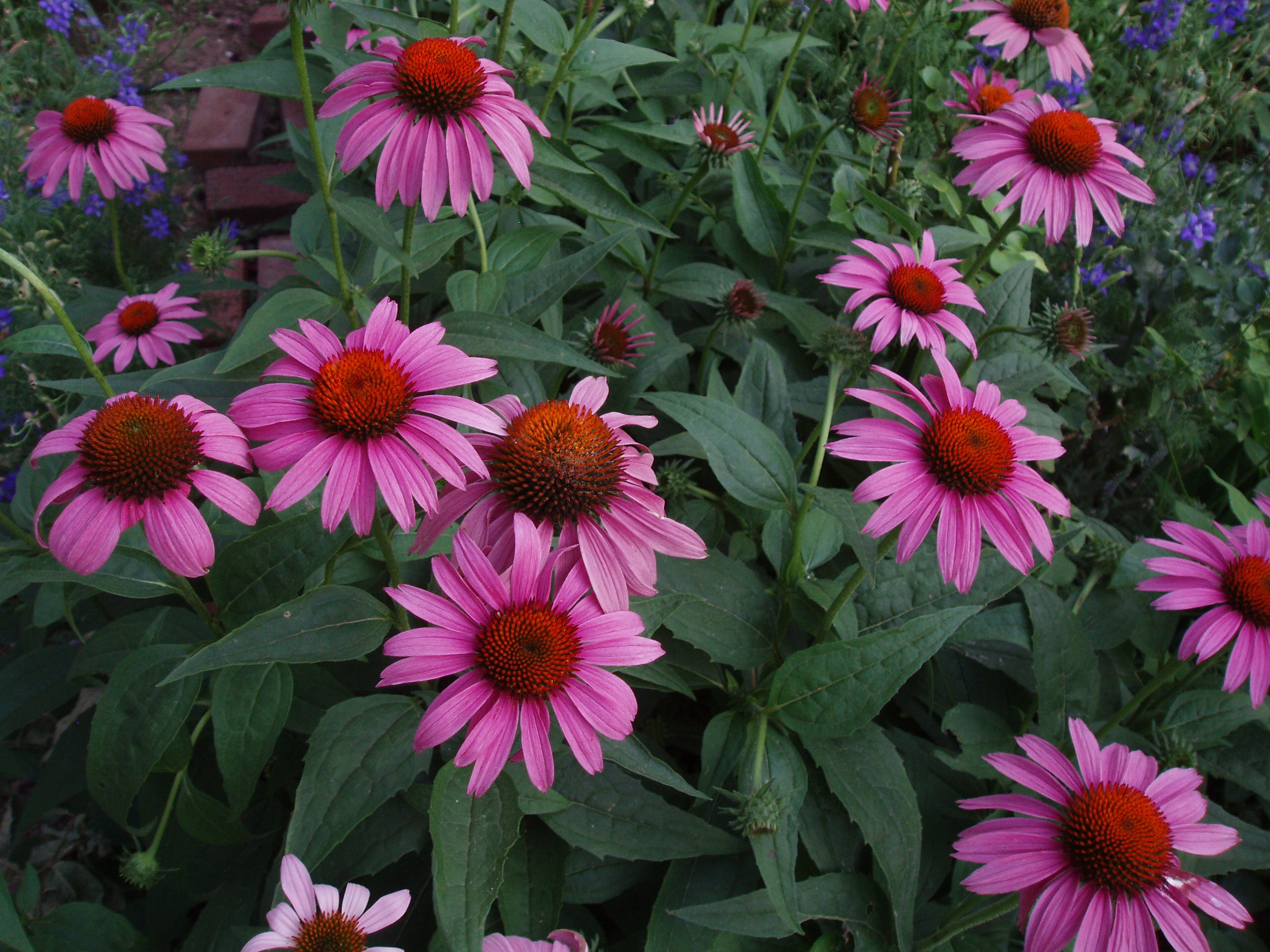 OLYMPUS DIGITAL CAMERA