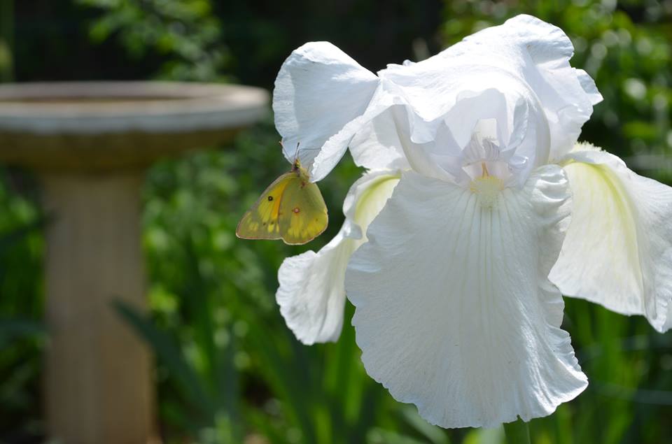 white iris