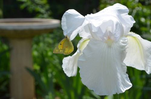 white iris