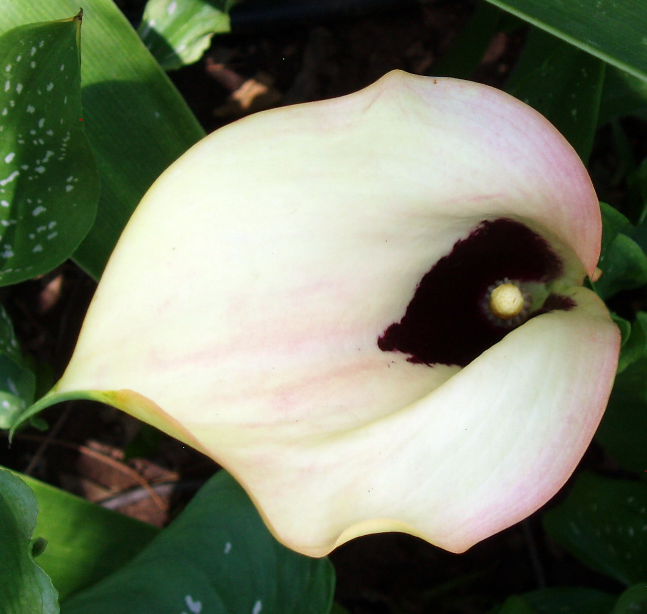 OLYMPUS DIGITAL CAMERA