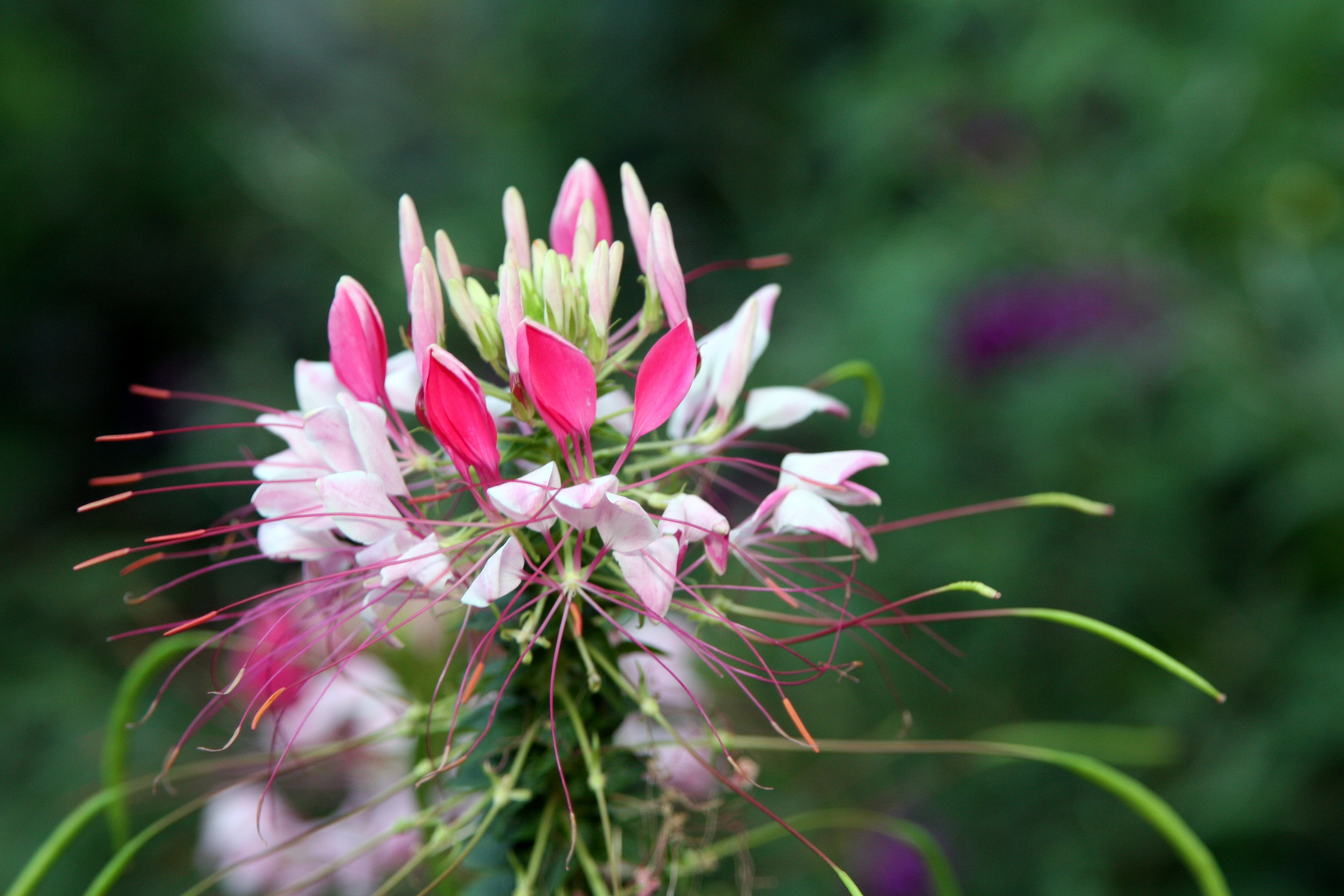CLEOME OR SPIDER FLOWER  - FULL SUN - 3 ' - 4'  - SELF SEEDING ANNUAL